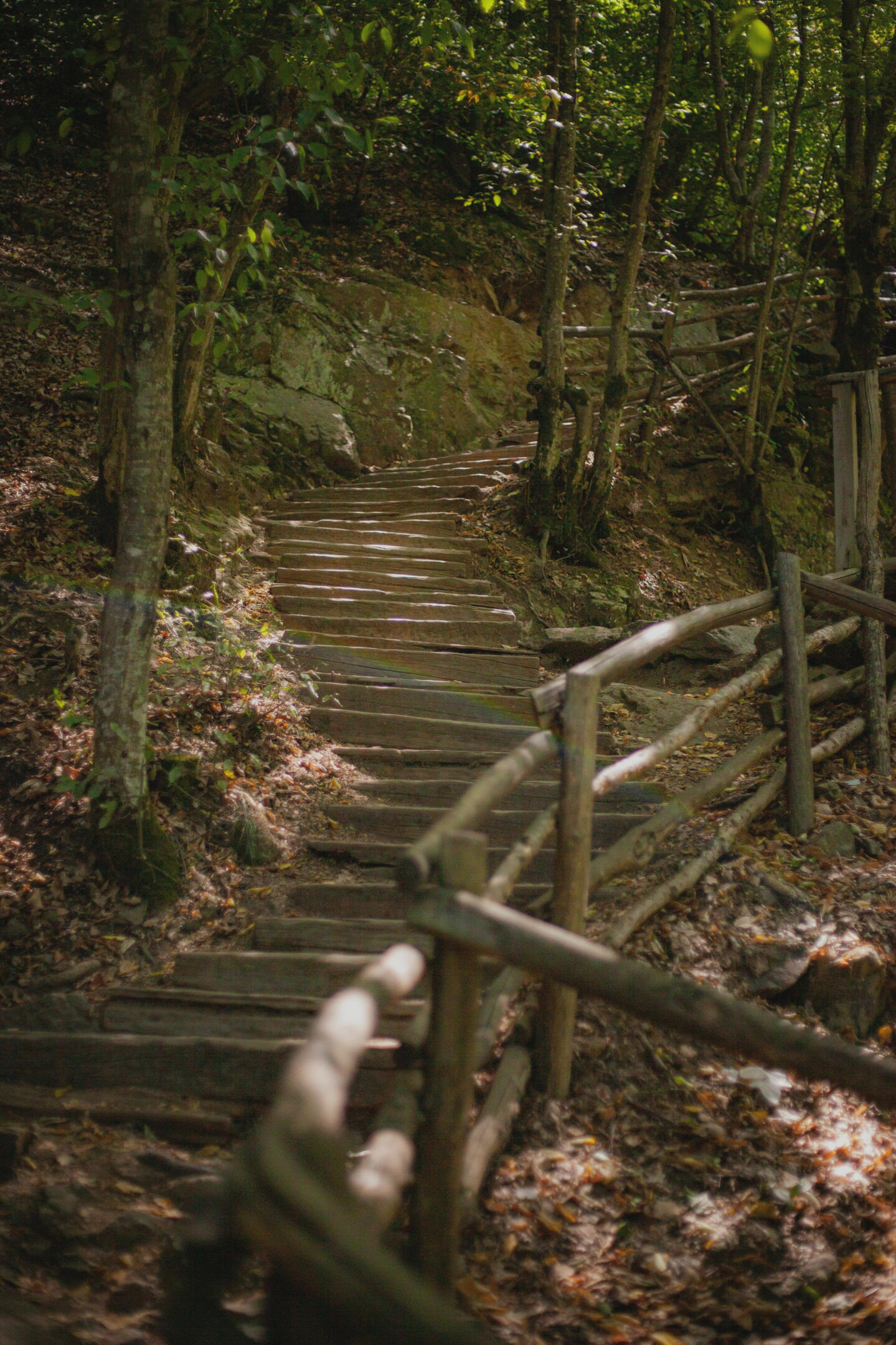 A forest trail winding upwards and a rainbow shining through.